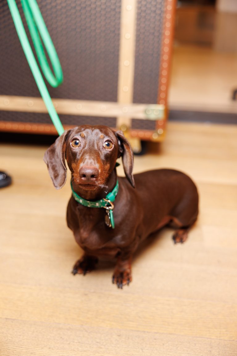 Moynat lance sa collection exclusive pour animaux au Bon Marché