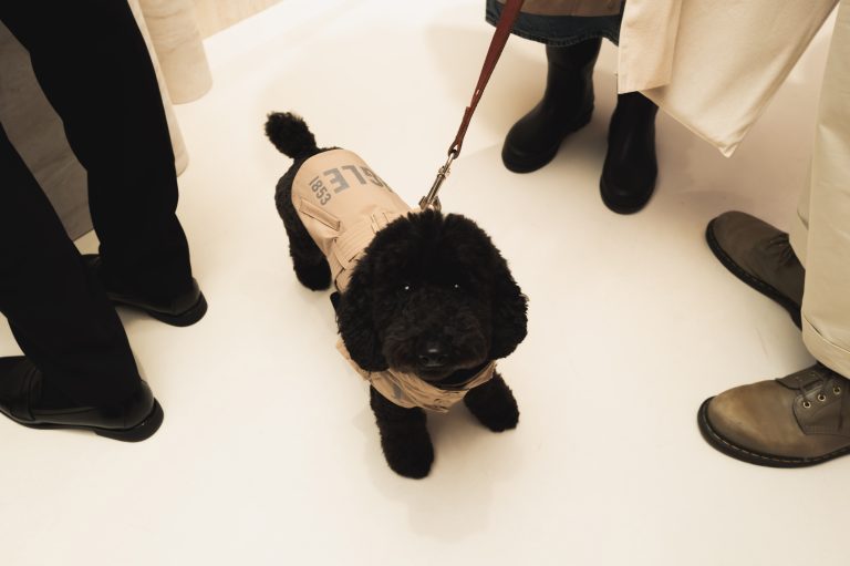 Aigle dévoile sa collection chien dans sa boutique de Saint Germain des Prés rénovée