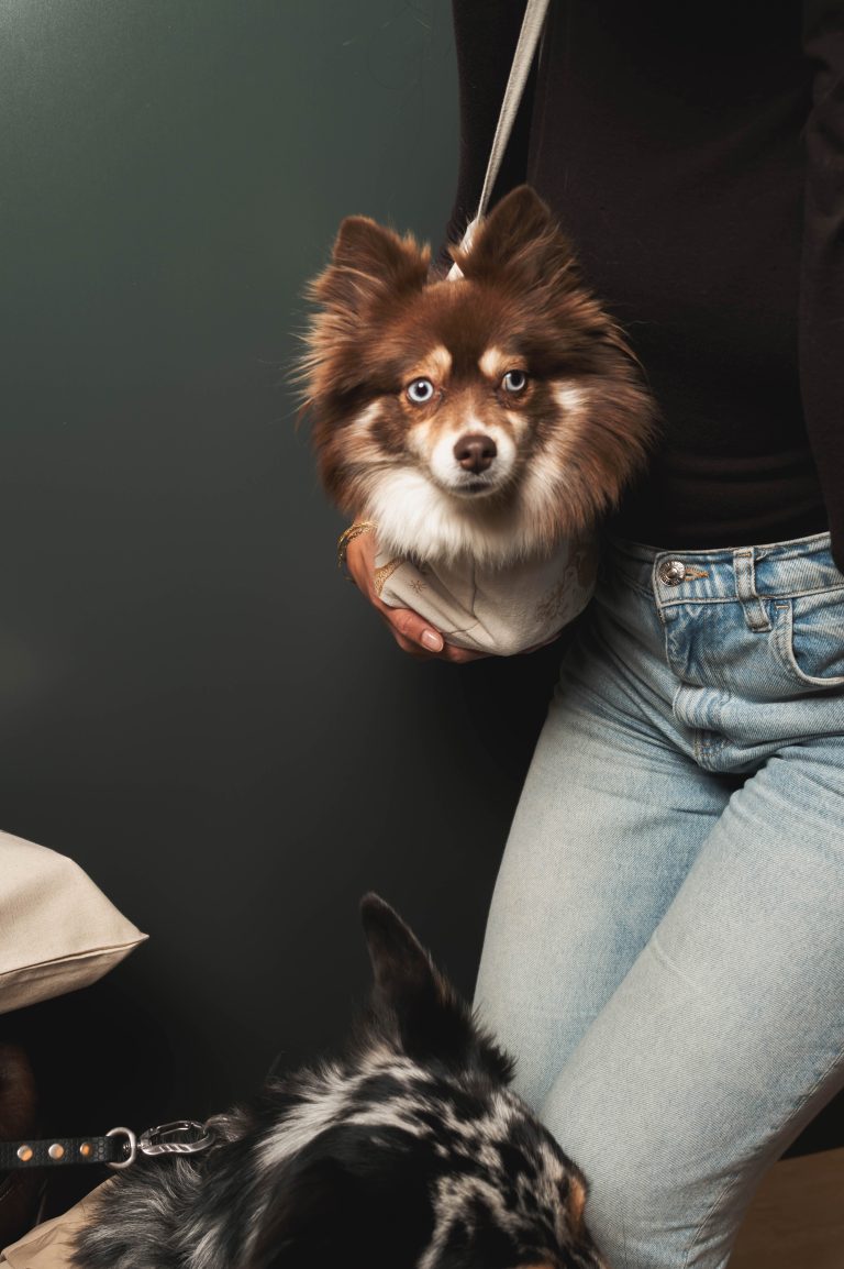 Aigle dévoile sa collection chien dans sa boutique de Saint Germain des Prés rénovée