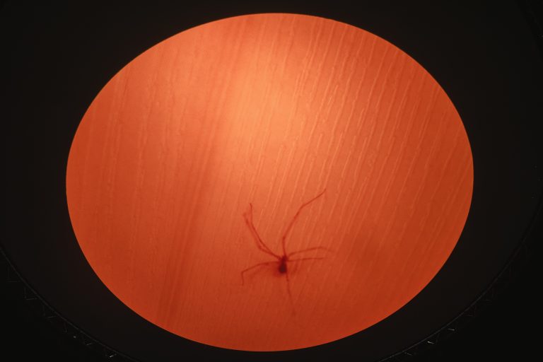 Alle OGR Torino l’arte incontra la tecnologia tra stelle, dati e sogni elettrici